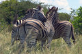 Coolin Zebra's