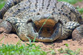 Crocodile
