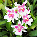 Orchids at Kew