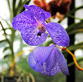 Purple Orchid