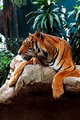 Bengal Tiger