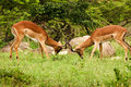 fighting impala