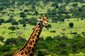 Giraffe3