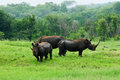 rhino2