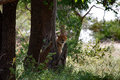 cheetah on look out
