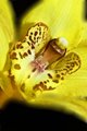 cymidium