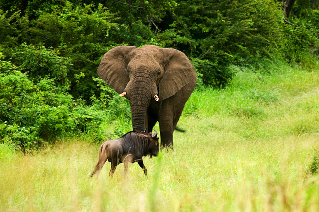 elephant3