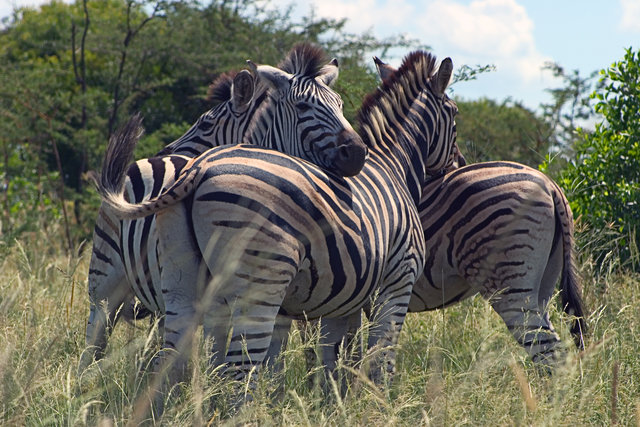 Coolin Zebra's