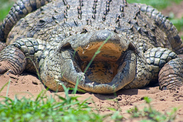 Crocodile