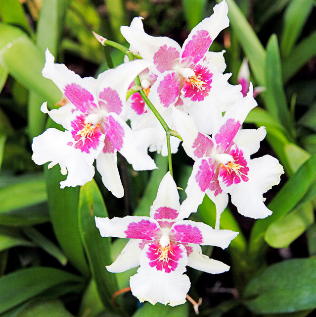 Orchids at Kew