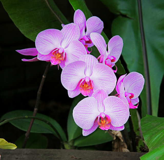 Orchid Purple