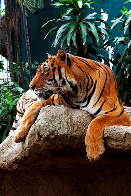 Bengal Tiger