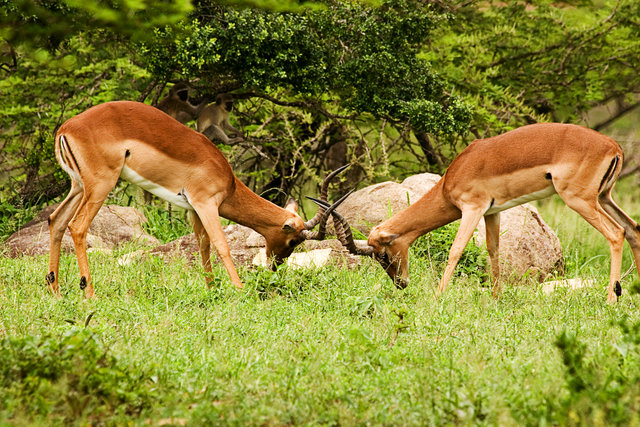 fighting impala