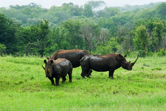 rhino2
