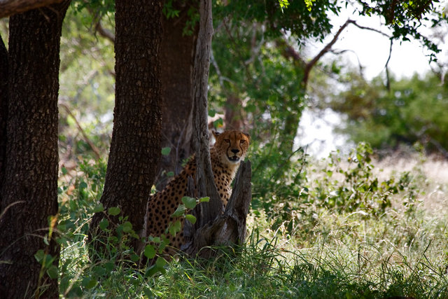 cheetah on look out