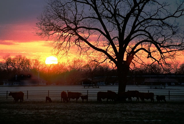 Country Sunset