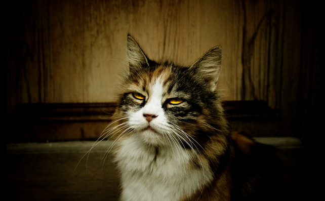 mystery cat