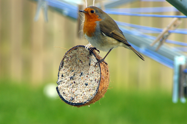 Winter Robin