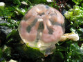 death of a jellyfish