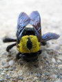 death of a falsespring bee