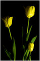 Yellow Tulips