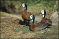 Three sitting ducks