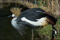 Grey crowned crane