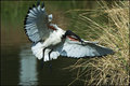 Ibis landing
