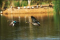 Flying ducks