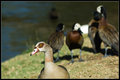Odd duck