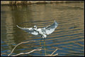 Egret landing