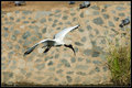 Flying ibis