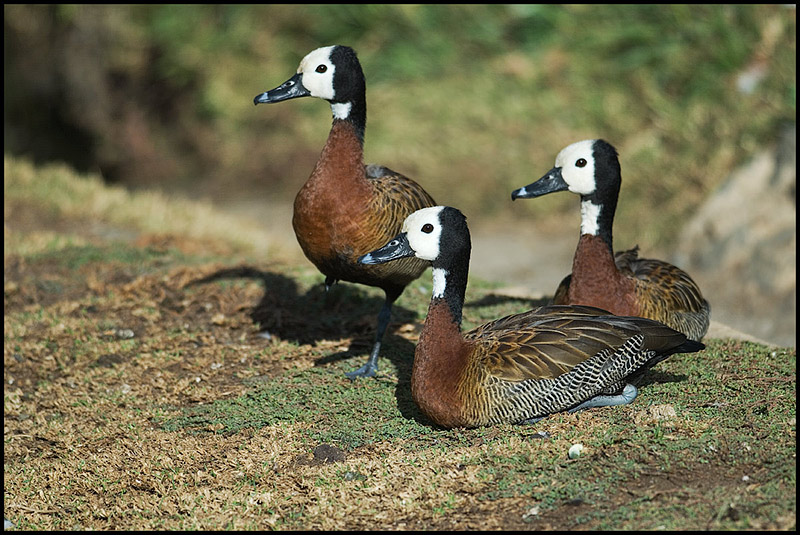 Three sitting ducks