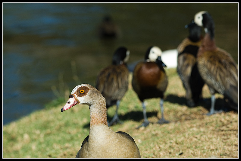 Odd duck