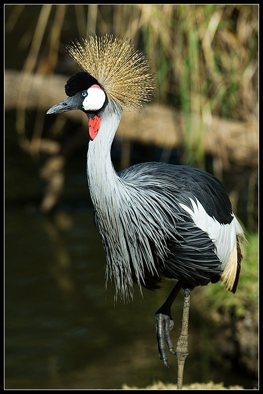 Grey crowned crane 2
