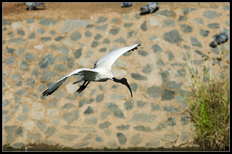 Flying ibis