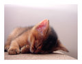 Little_kitten_asleep