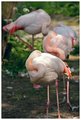Birds caught napping