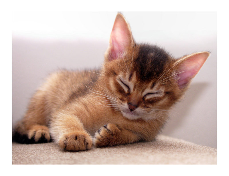 Sleeping_beauty