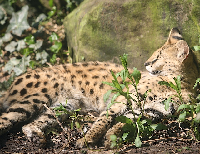 lazy afternoon