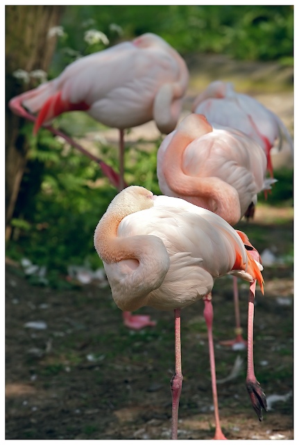 Birds caught napping