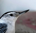Nuthatch2.jpg