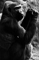 Gorilla in Black and White
