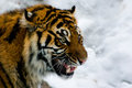 Sumatran Tiger