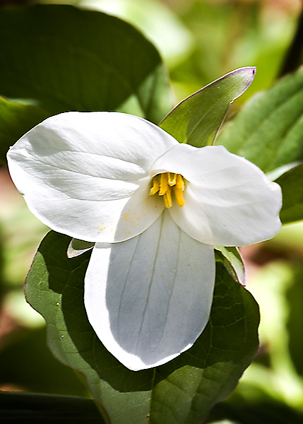 Trillium
