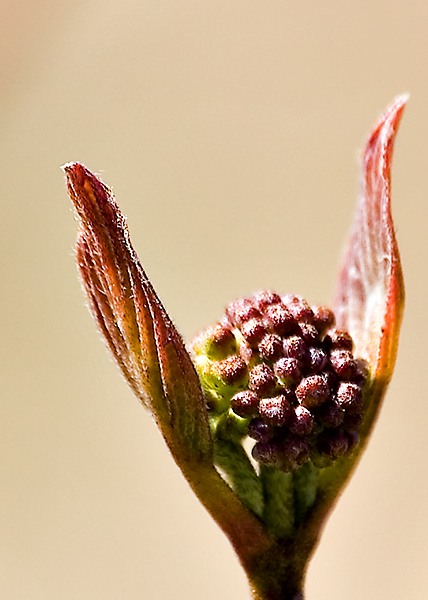 Wild Dogwood