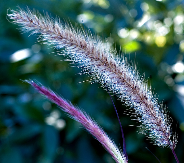DSC_7100.jpg