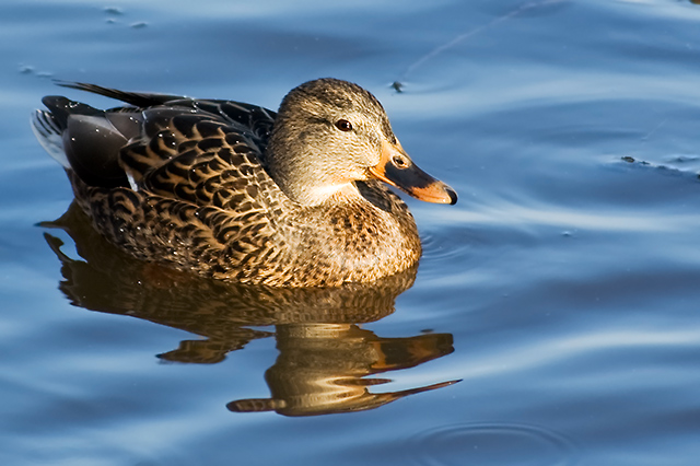 Lady Mallard