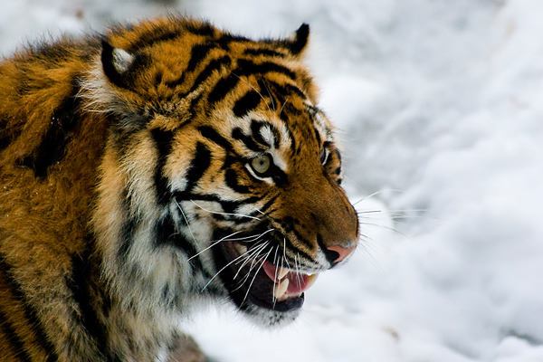 Sumatran Tiger