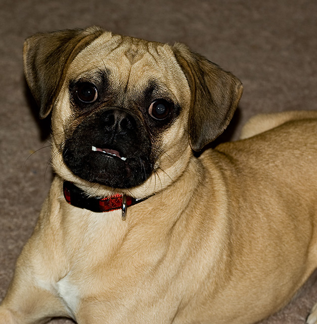 Pugsley_9778.jpg